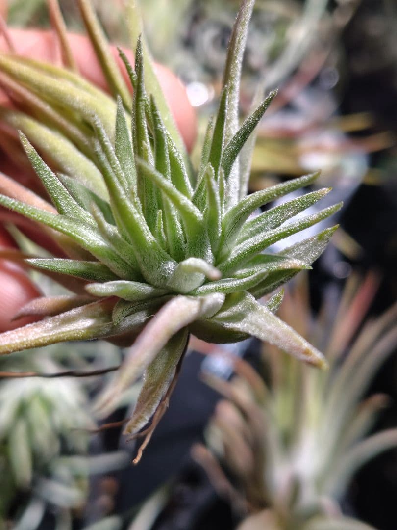 T. ionantha tall velvet 石化 綴化
