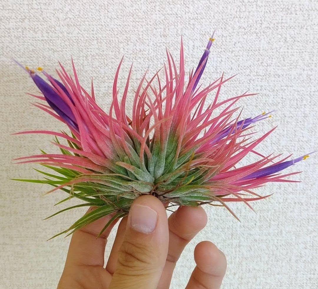 T. ionantha tall velvet 石化 綴化