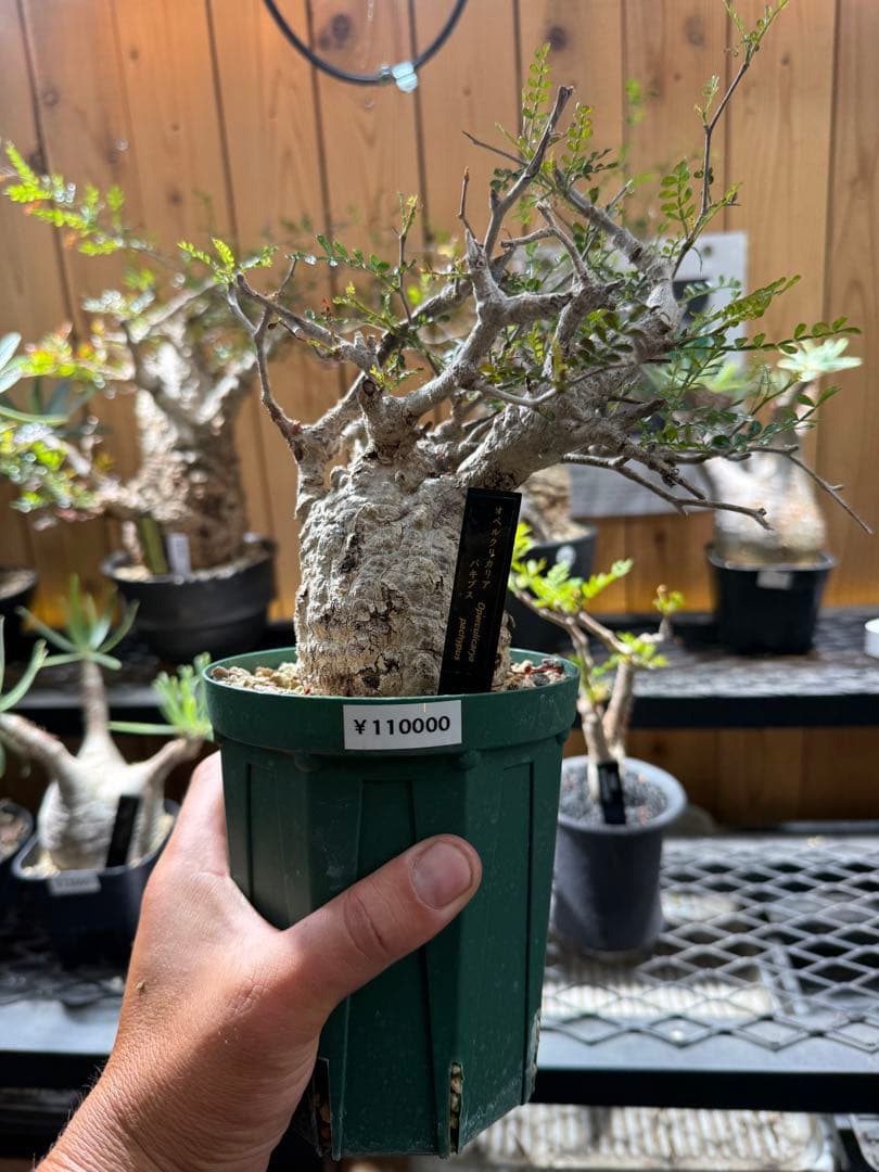 オペルクリカリア　パキプス　発根済み　スリット鉢12cm