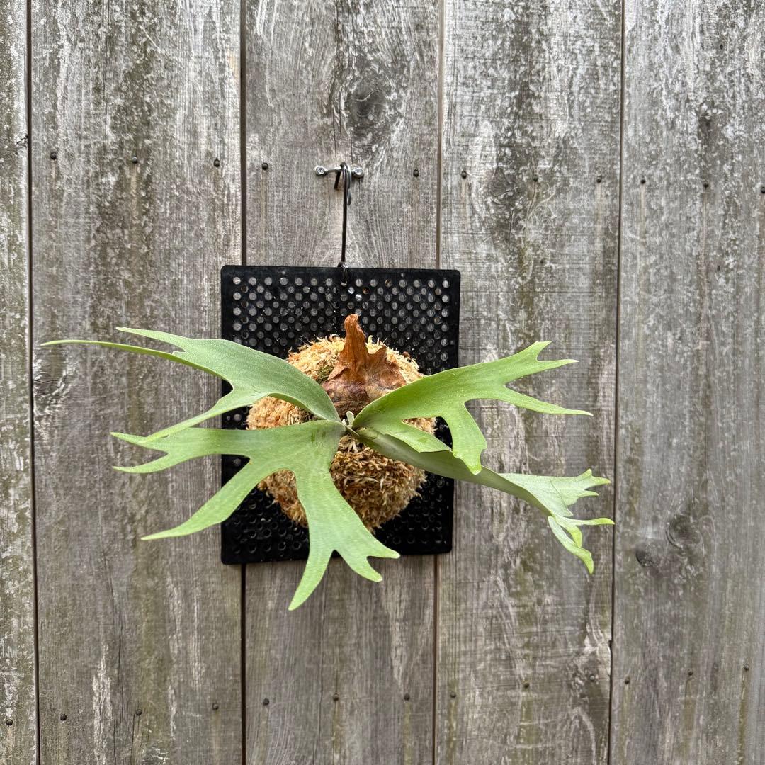 P. willinckii cv. Moana ビカクシダ