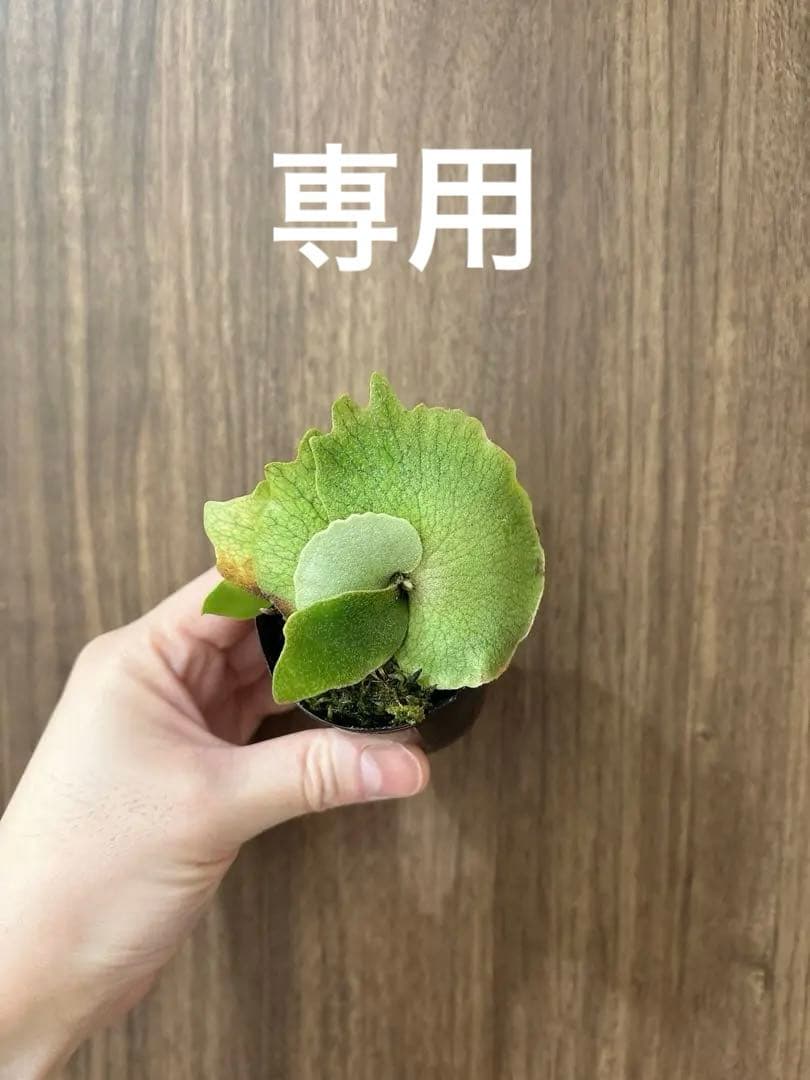 トンコツ【2026/1/1まで限定専用】