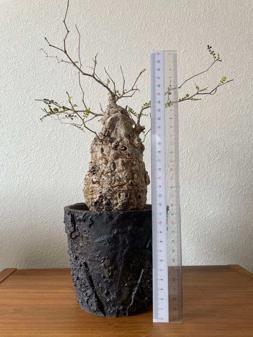 オペルクリカリア パキプス 現地株 発根済み COCT作家鉢付き