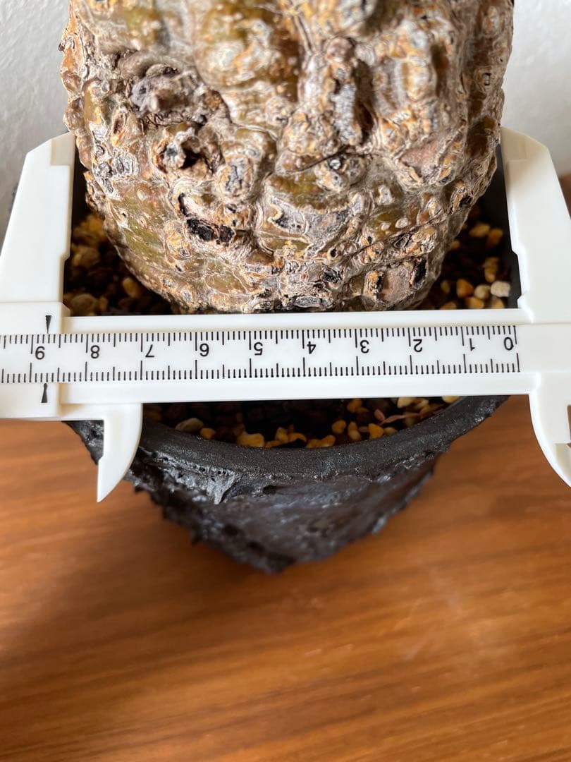 オペルクリカリア パキプス 現地株 発根済み COCT作家鉢付き