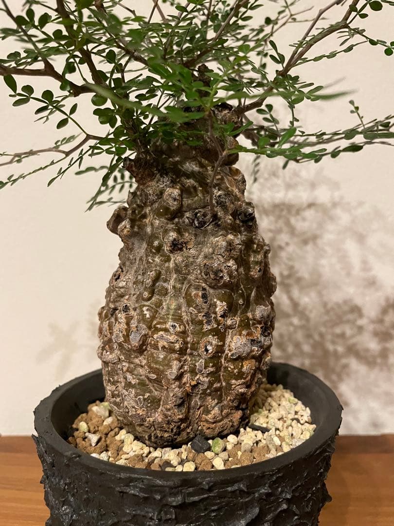 オペルクリカリア パキプス 現地株 発根済み COCT作家鉢付き