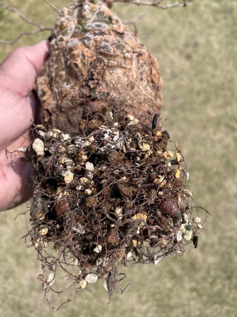 オペルクリカリア パキプス 現地株 発根済み COCT作家鉢付き