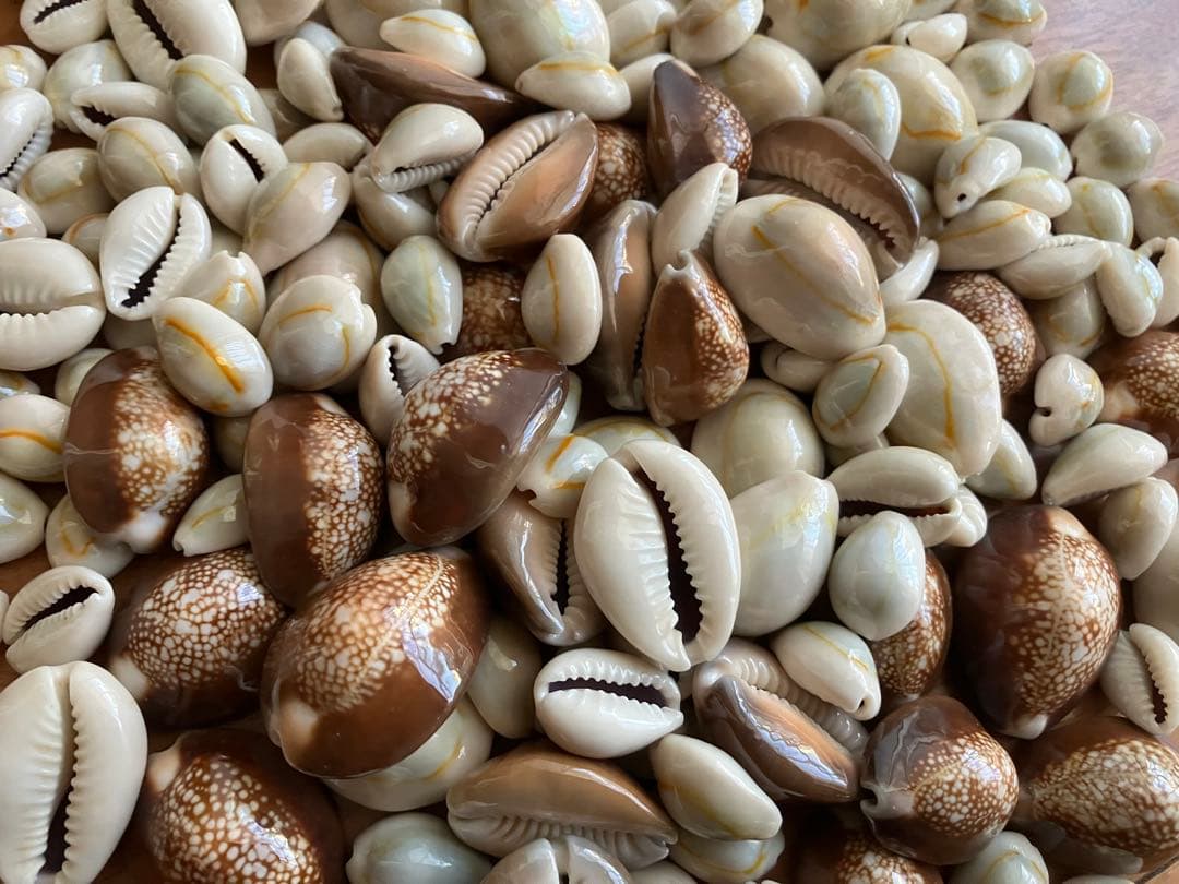 沖縄　天然　貝殻　巻き貝　標本 ハチジョウダカラガイ　宝貝　ハンドメイド素材