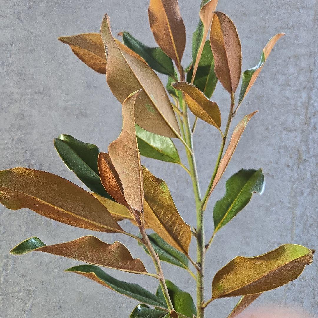 ①　タイサンボク　「リトルジャム」　特大苗木最高等級極上品‼️