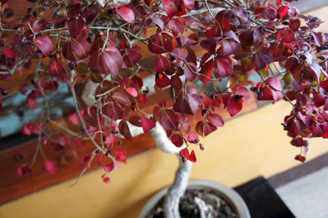 盆栽 『コマユミ』 紅葉 花 実 アート インテリア 送料無料 b193