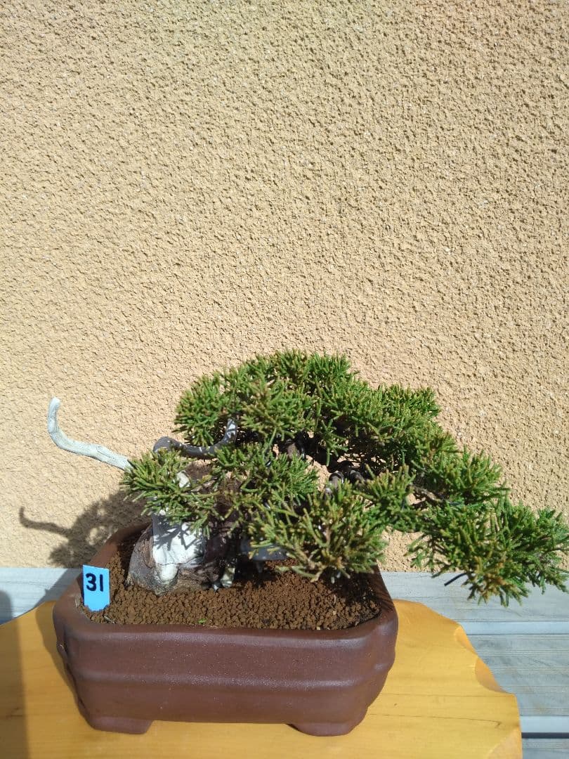 糸魚川真柏盆栽No.31