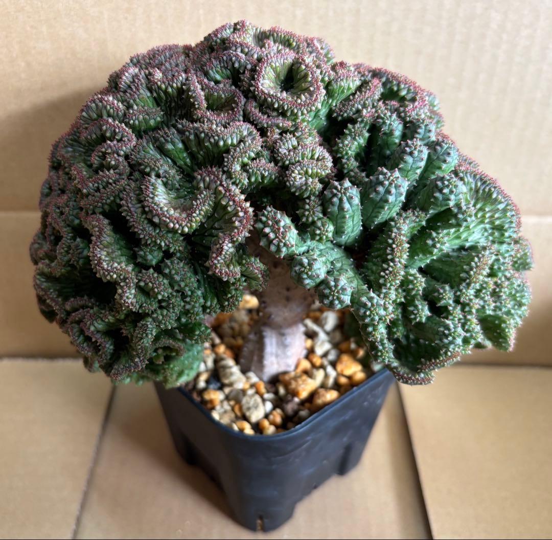 レア 大株 ユーフォルビア オベサ 綴化 抜き苗