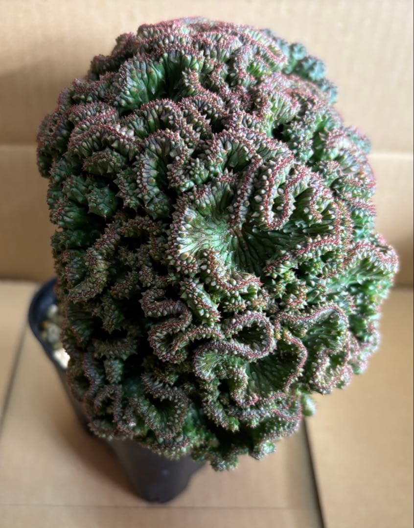 レア 大株 ユーフォルビア オベサ 綴化 抜き苗