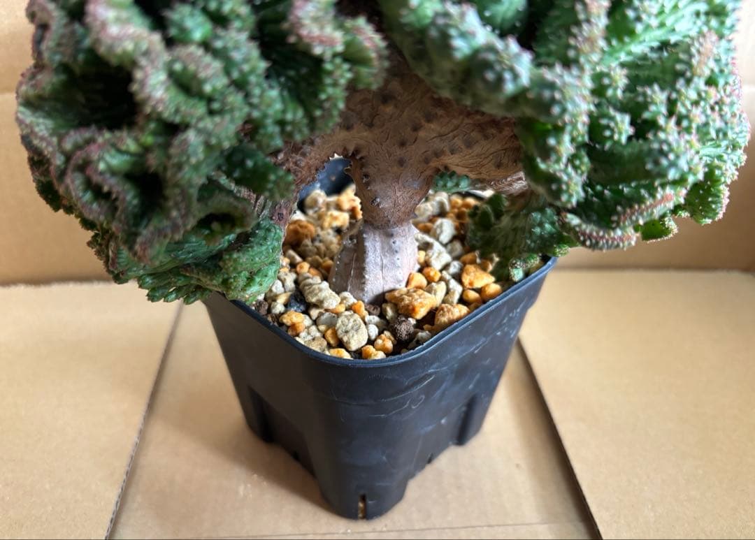 レア 大株 ユーフォルビア オベサ 綴化 抜き苗