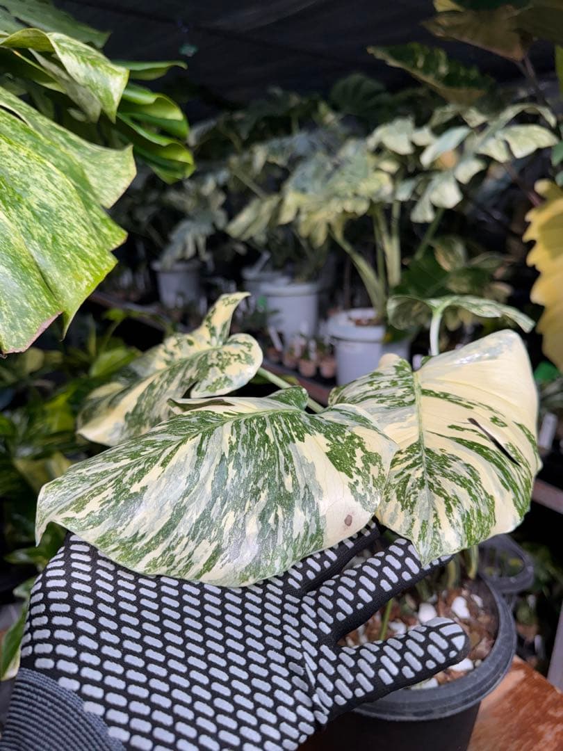 真・ホワイトスノー（白雪）モンステラ タイコンステレーション