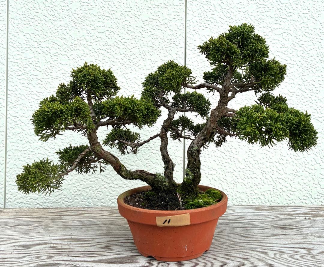 紀州真柏　盆栽　樹齢30年