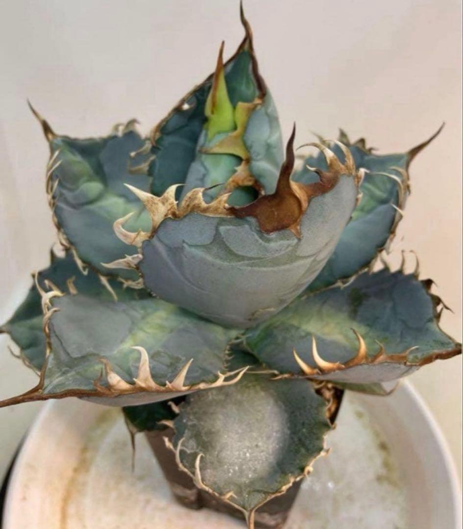 アガベ　チタノタ　‘1981’ 極上ブルー