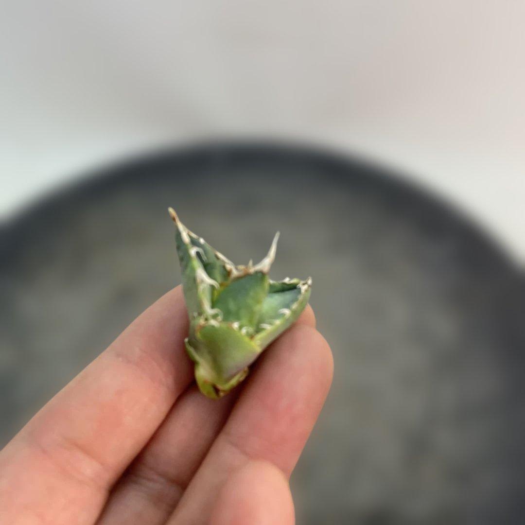 アガベ　チタノタ　‘1981’ 極上ブルー