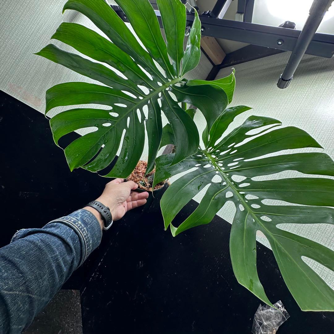 モンステラデリシオーサマクロコズム超希少系統鉢植え