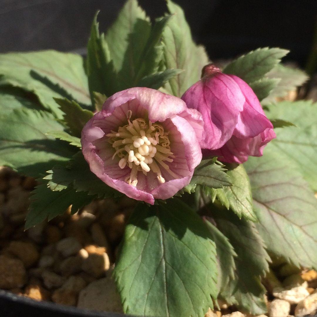 クリスマスローズ苗　チベタヌス　2〜3作開花見込株　3号ポット 種子おまけ付