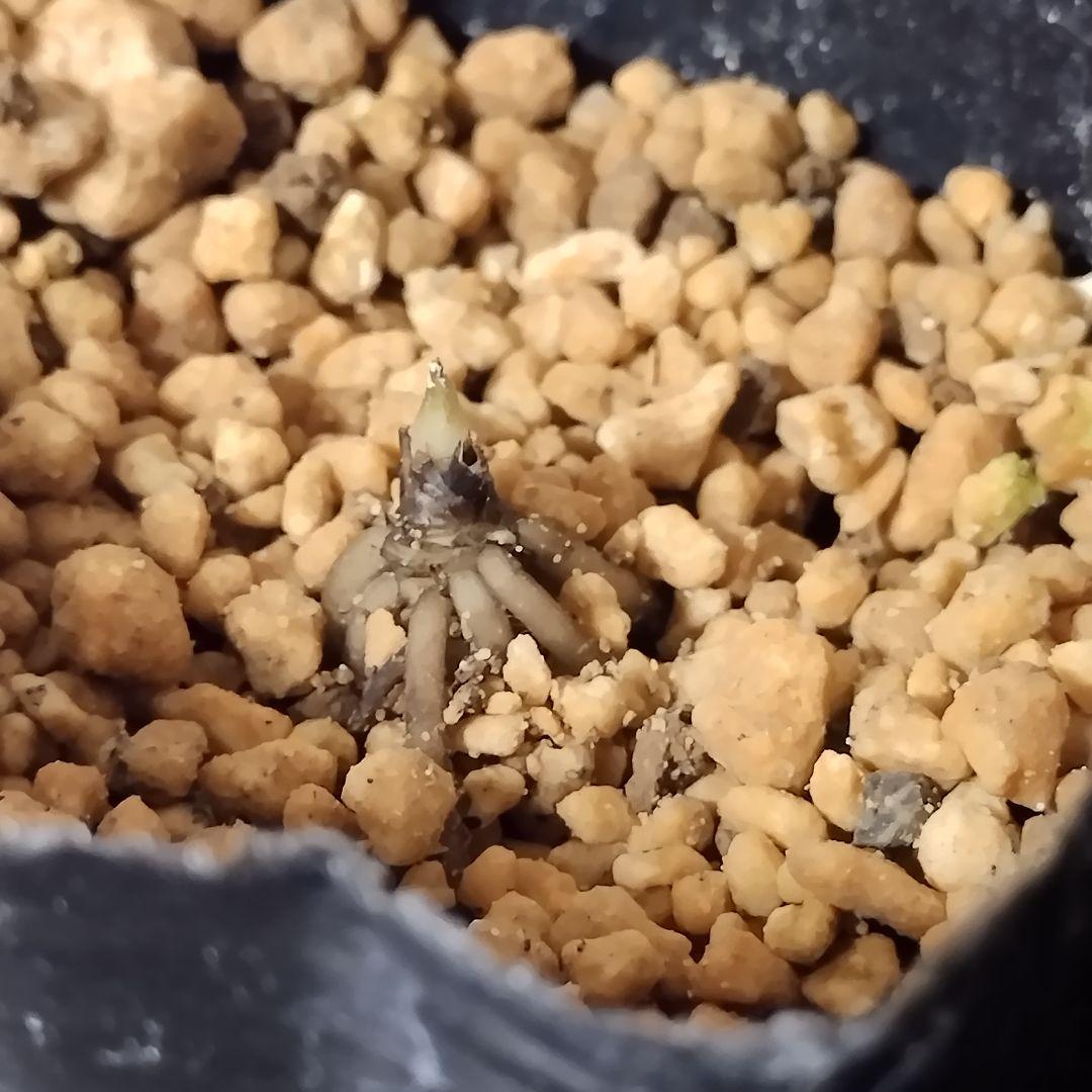 クリスマスローズ苗　チベタヌス　2〜3作開花見込株　3号ポット 種子おまけ付