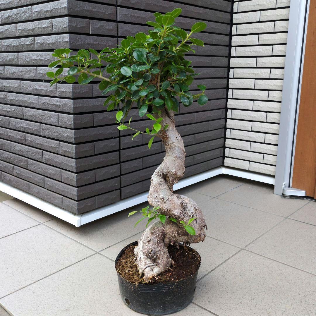 観葉植物　パンダガジュマル　８号ポット　多幸の木　Ａ