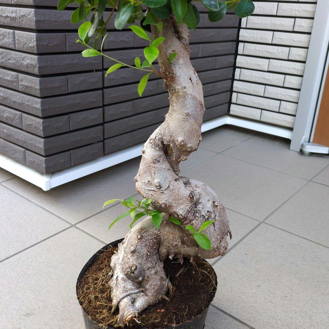 観葉植物　パンダガジュマル　８号ポット　多幸の木　Ａ