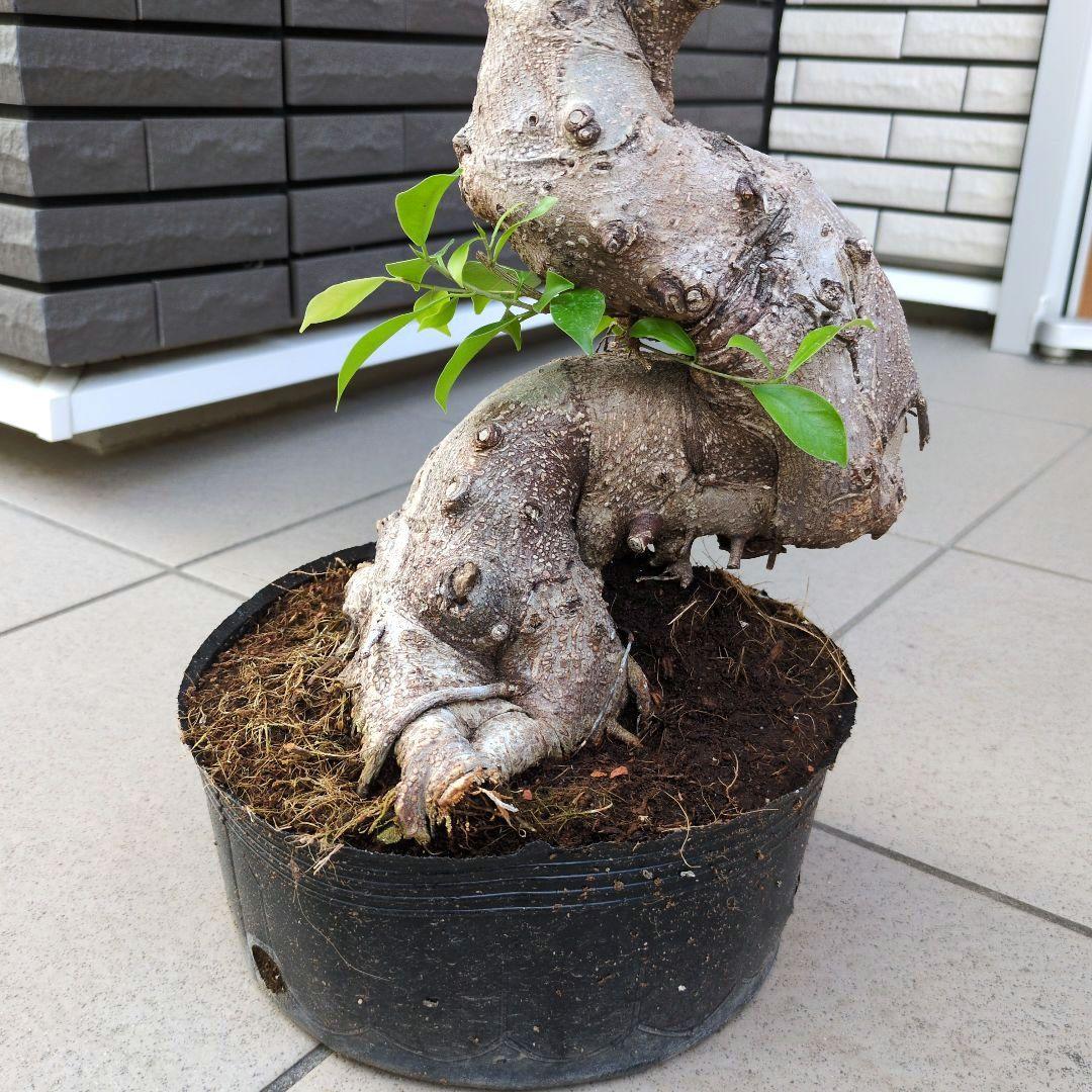 観葉植物　パンダガジュマル　８号ポット　多幸の木　Ａ