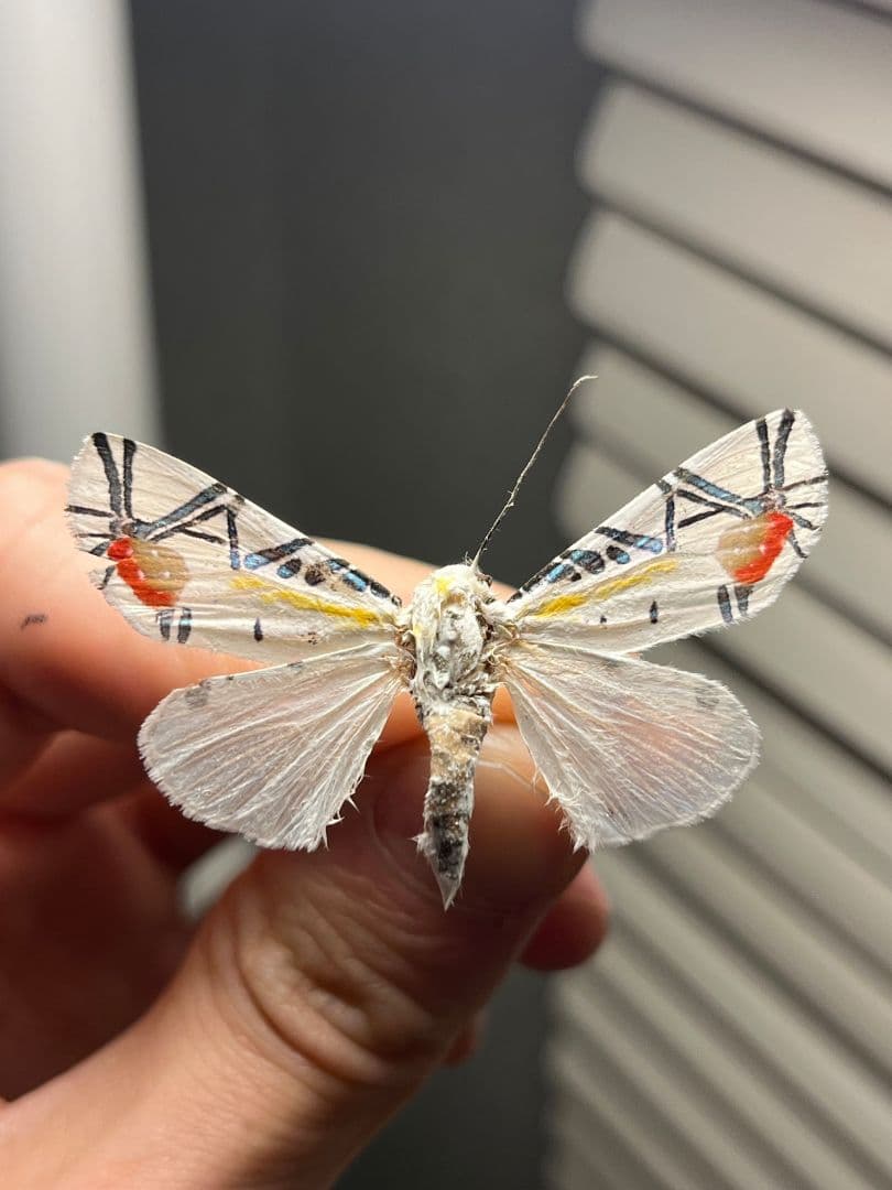 【初展翅C品】ピカソモスタナバタユタカヤガ蛾ルナモスミズアオ