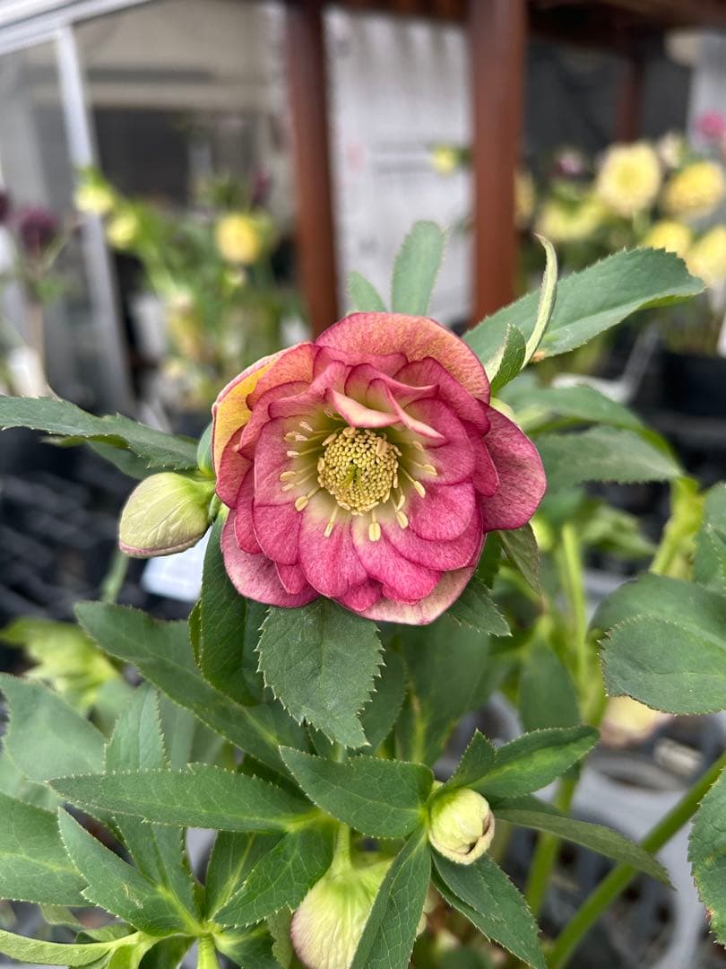 加藤農園 ディープワイン交配 クリスマスローズ同梱可能