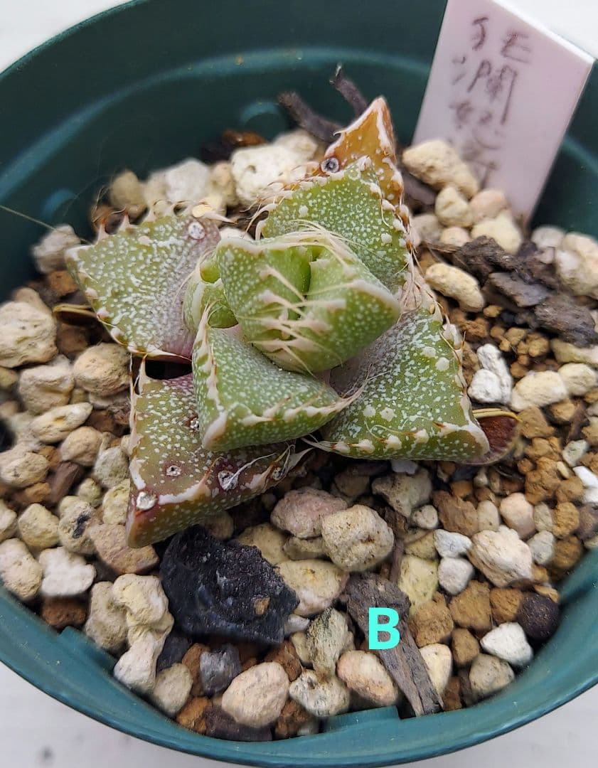 フォーカリア狂乱怒涛hyb.(seedling)