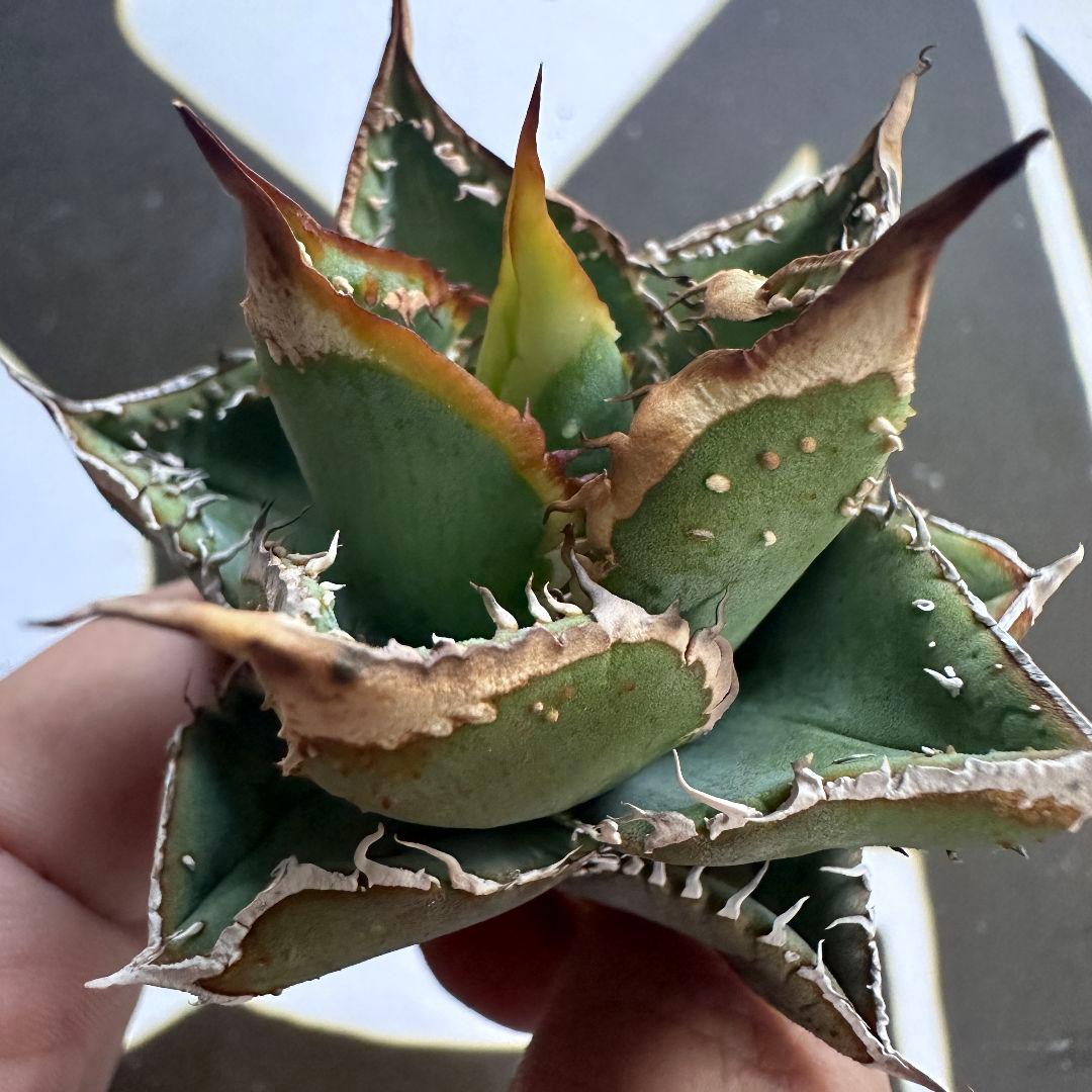 836【上澳園芸】アガベ チタノタ 裏棘 表棘 スーパー豆豆龍