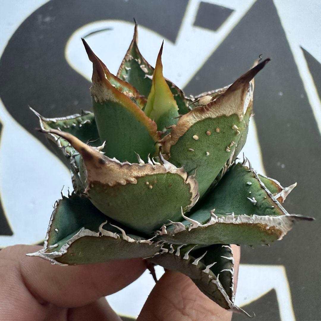 836【上澳園芸】アガベ チタノタ 裏棘 表棘 スーパー豆豆龍