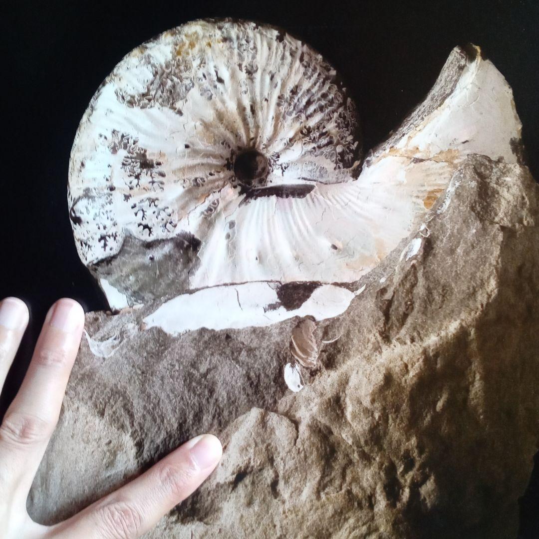 化石　図鑑　異常巻き　アンモナイト　超豪華本