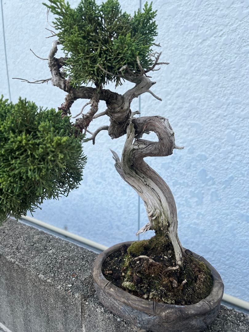 盆栽 真柏 極上 曲がり型盆栽 陶器鉢