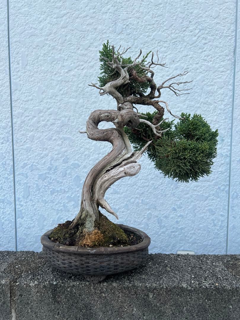盆栽 真柏 極上 曲がり型盆栽 陶器鉢
