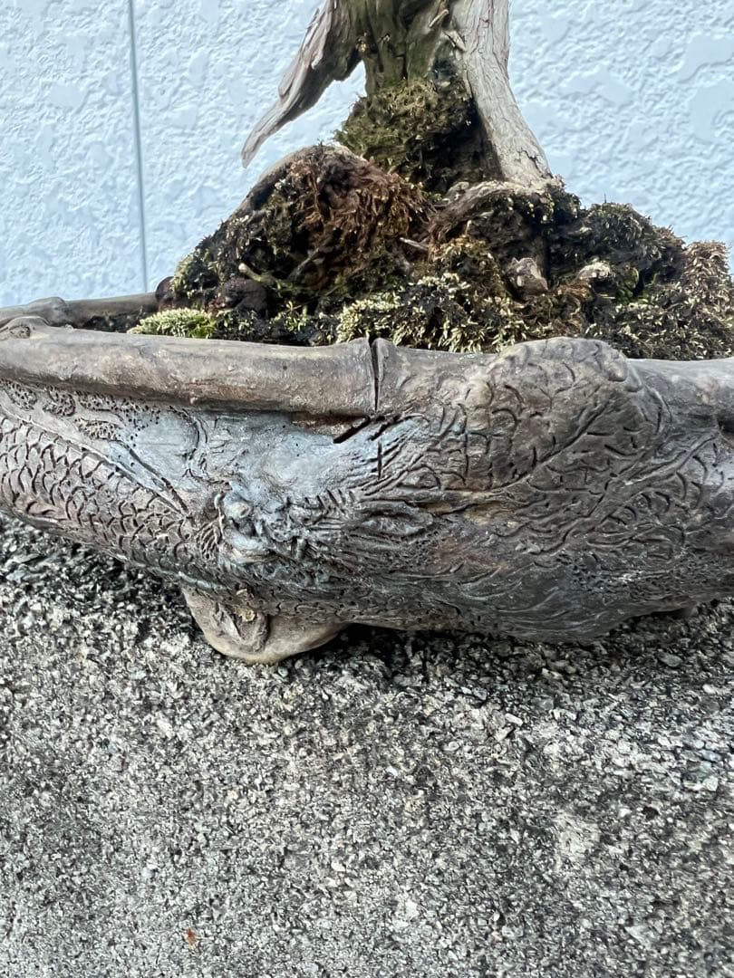 盆栽 真柏 極上 曲がり型盆栽 陶器鉢