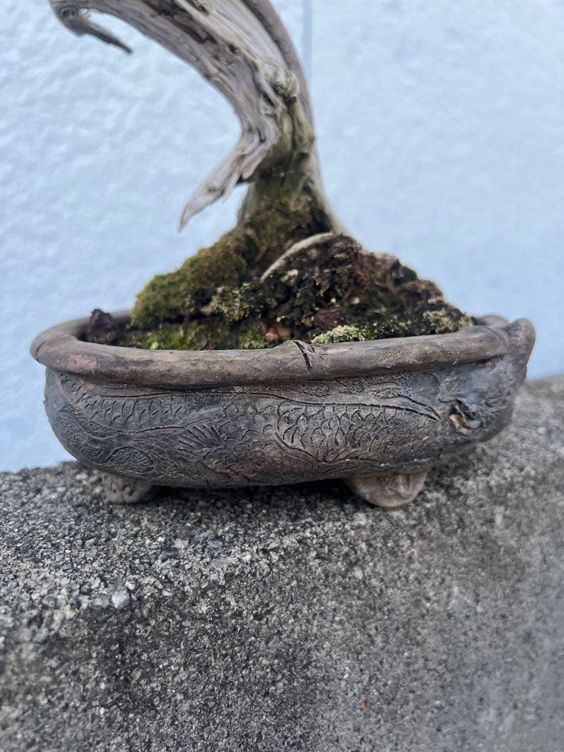 盆栽 真柏 極上 曲がり型盆栽 陶器鉢