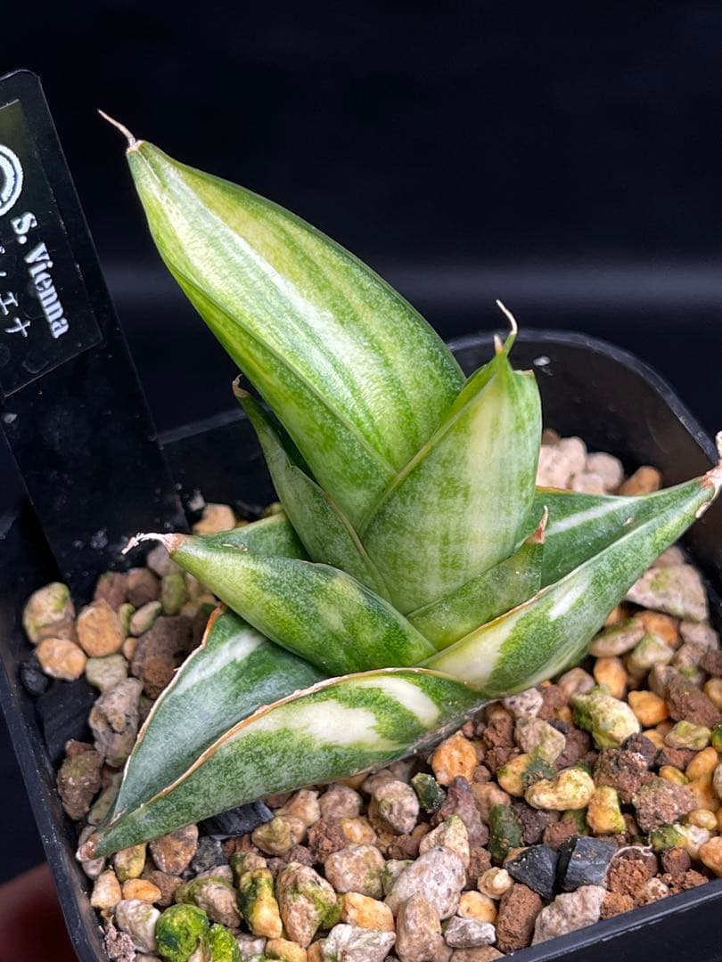 EMP サンセベリア ヴィエナ 斑入り / レア 仔株付きSA356