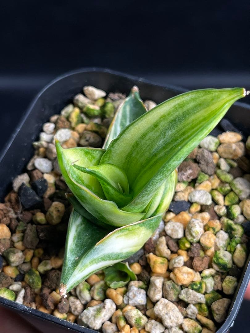 EMP サンセベリア ヴィエナ 斑入り / レア 仔株付きSA356