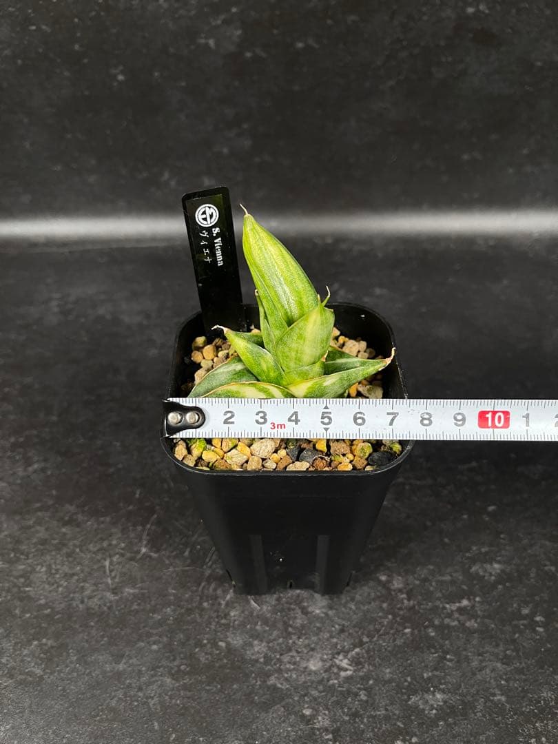 EMP サンセベリア ヴィエナ 斑入り / レア 仔株付きSA356