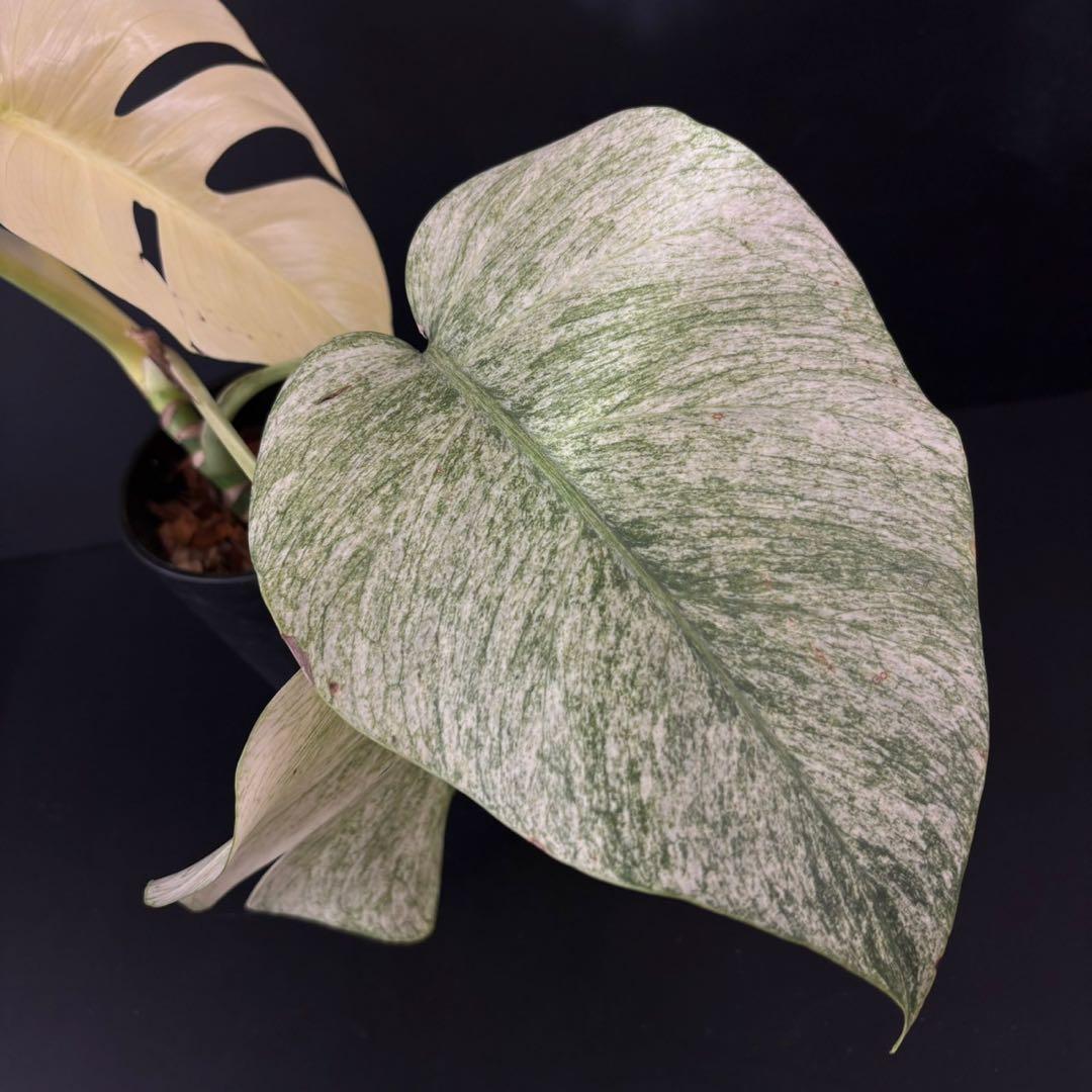 【1458115】モンステラ デリシオーサ フルミント 4号鉢