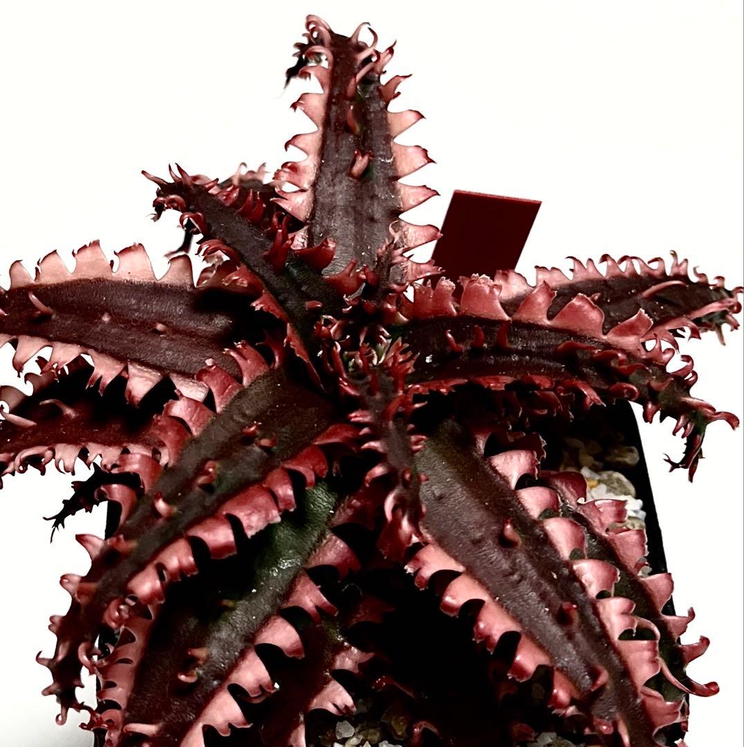 ラスト1速達付き◾️アロエ TCTハイブリッド レッドタグ 【子株】根付きAloe