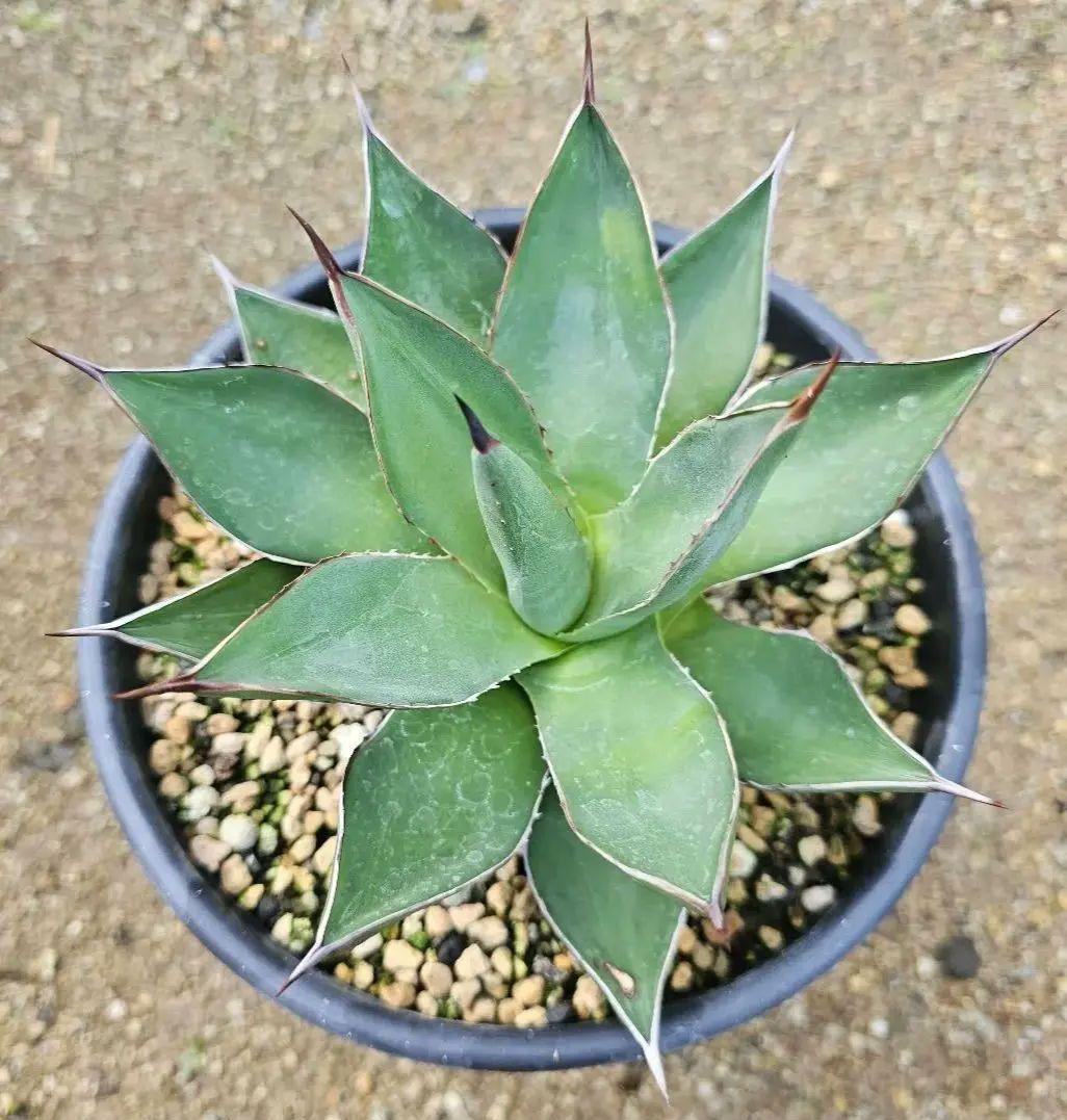 アガベ　アリゾニカ　短葉肉厚