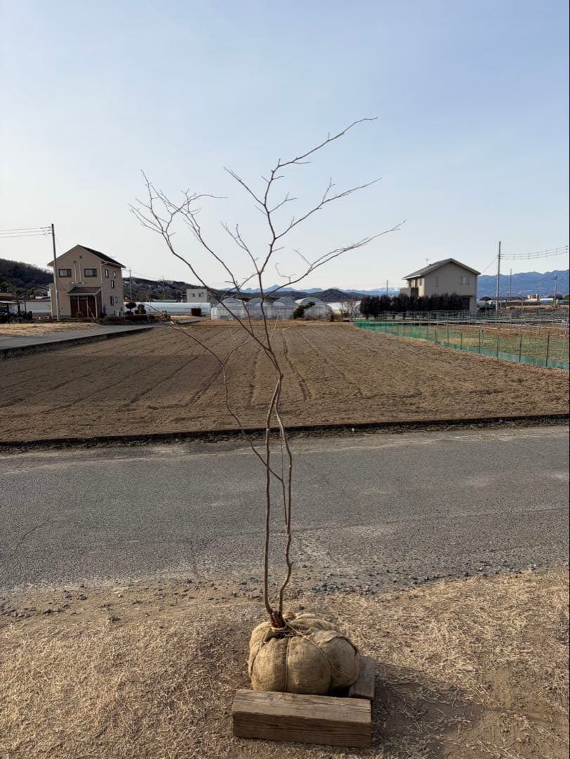 山採り ナツハゼ 自然樹形