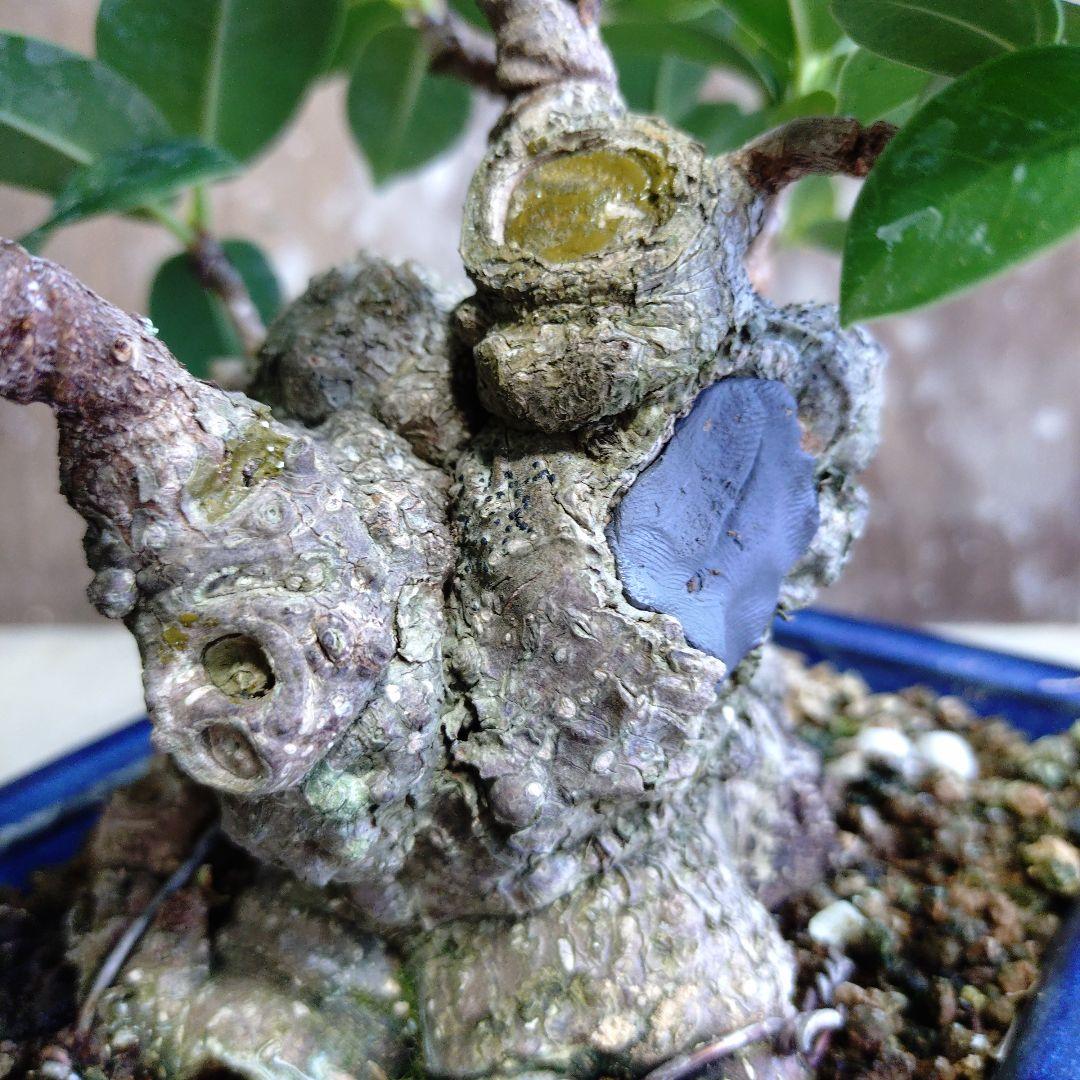 イボガジュマル