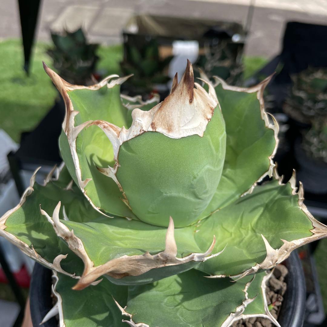 アガベ　白犀牛