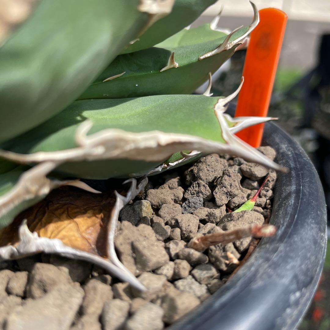 アガベ　白犀牛