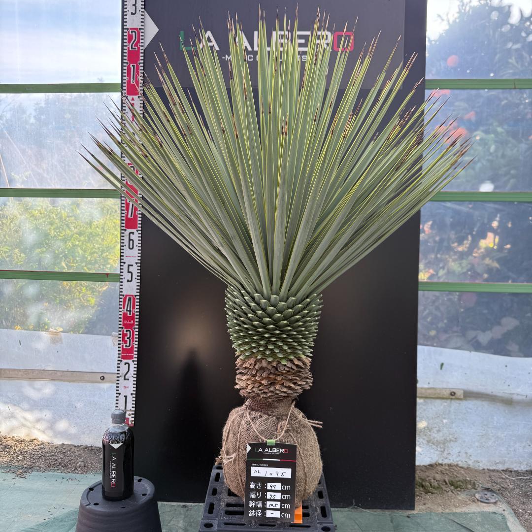 【AL1095】ユッカ　ロストラータ