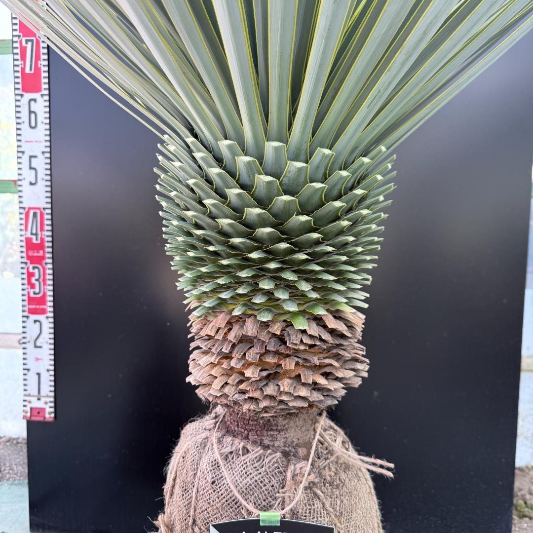 【AL1095】ユッカ　ロストラータ