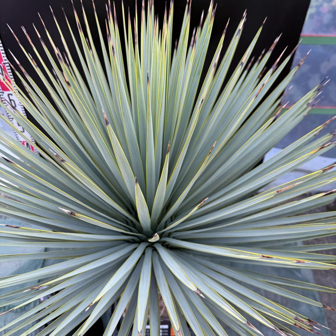 【AL1095】ユッカ　ロストラータ