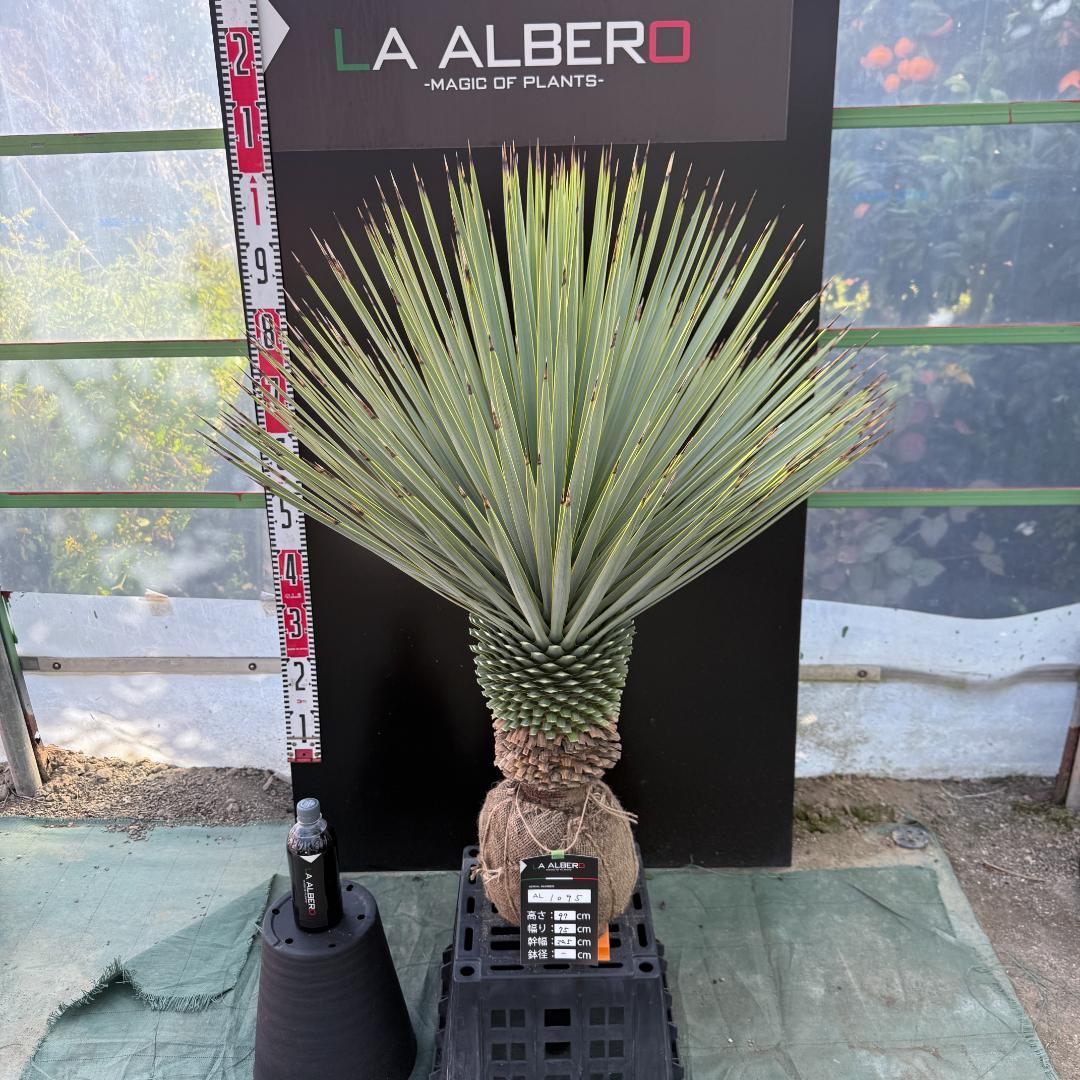 【AL1095】ユッカ　ロストラータ